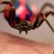 SpiderDude1985